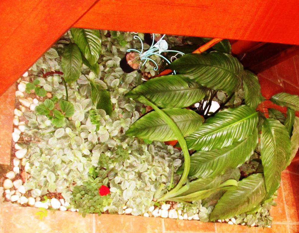 Pousada Flor De Lis Ilha Grande  Eksteriør billede