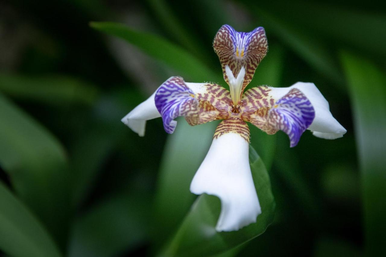 Pousada Flor De Lis Ilha Grande  Eksteriør billede